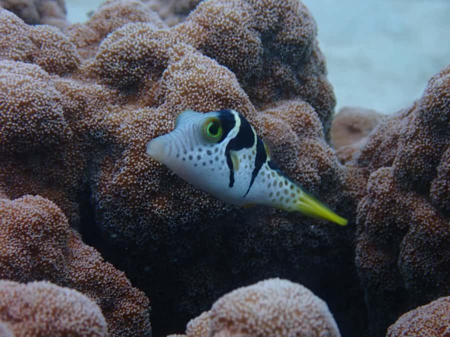 Port Douglas: Outer Great Barrier Reef Snorkeling Cruise - My verdict: a strong choice for reef-first visitors