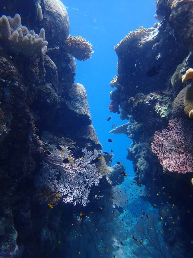 Port Douglas: Outer Great Barrier Reef Snorkeling Cruise - Why Wavelength works well for serious snorkellers