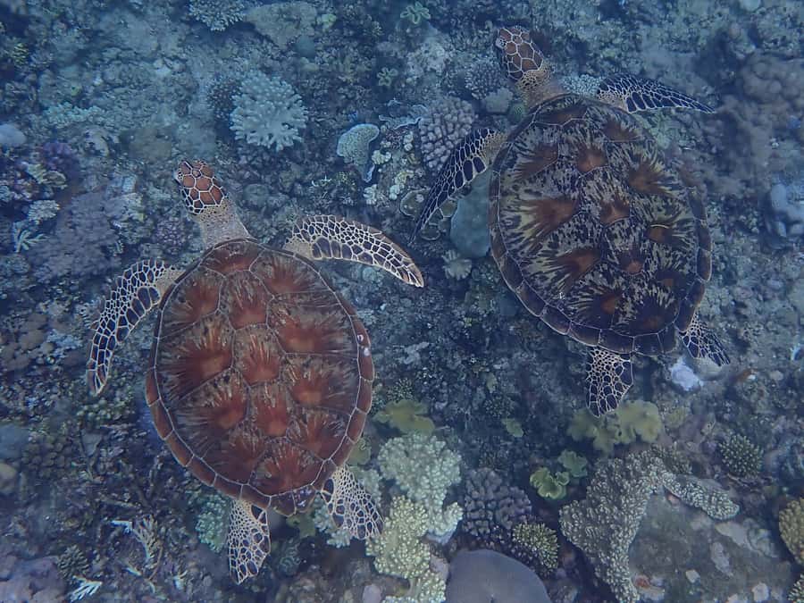 Port Douglas: Outer Great Barrier Reef Snorkeling Cruise - The third site and the best chance for photos