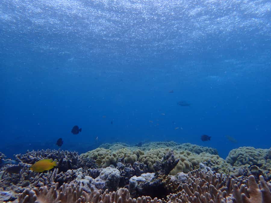 Port Douglas: Outer Great Barrier Reef Snorkeling Cruise - The ride home and the value of the full day