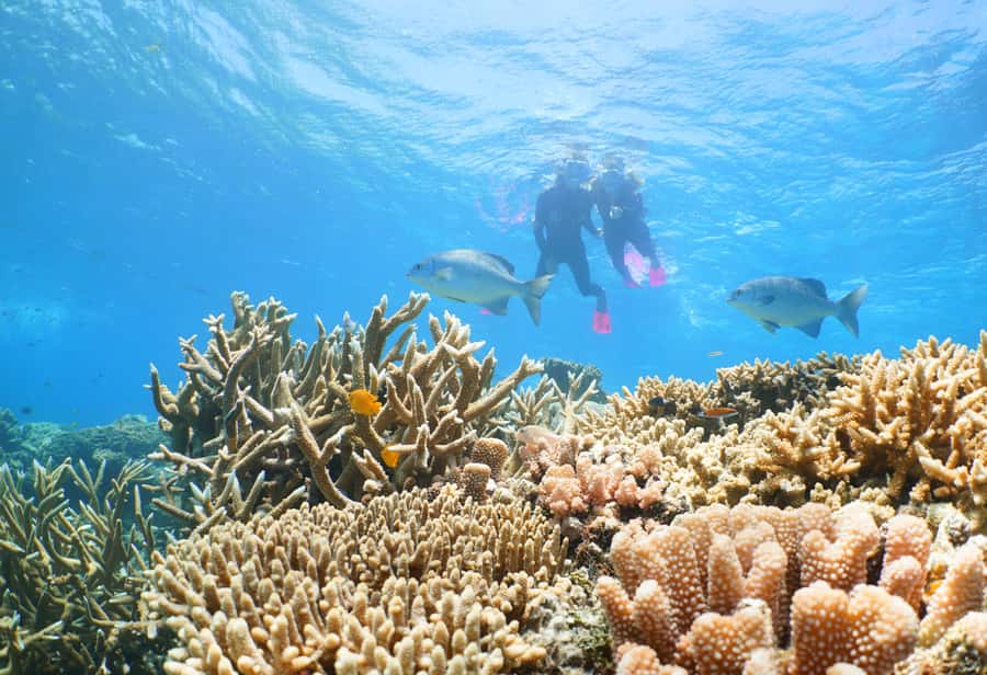 Port Douglas: Quicksilver Outer Barrier Reef Full-Day Cruise - Sailing From Port Douglas to Agincourt Reef