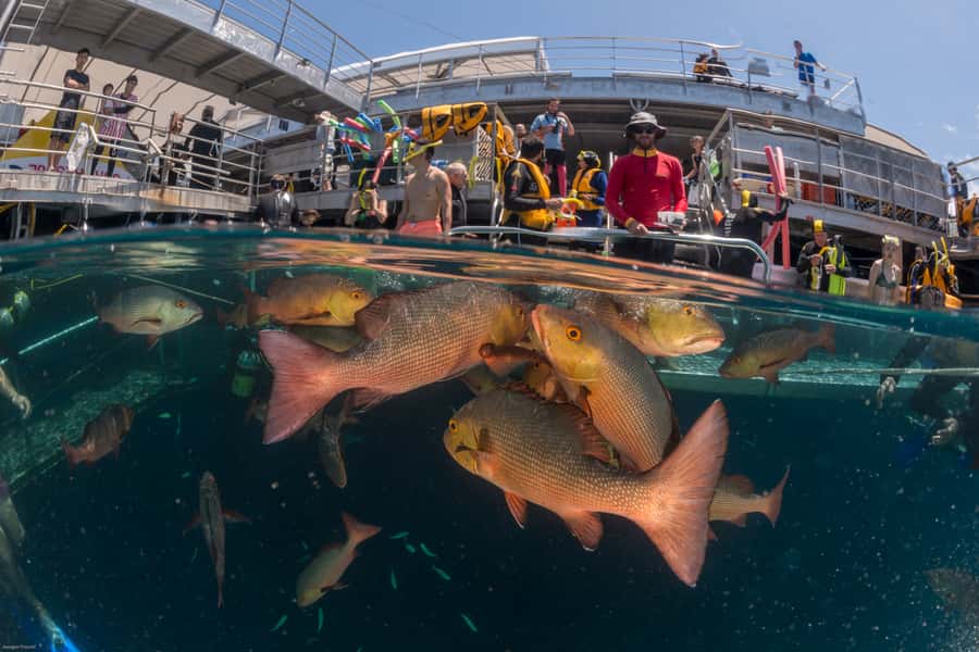 Port Douglas: Quicksilver Outer Barrier Reef Full-Day Cruise - Lunch, Equipment, and Crew Support