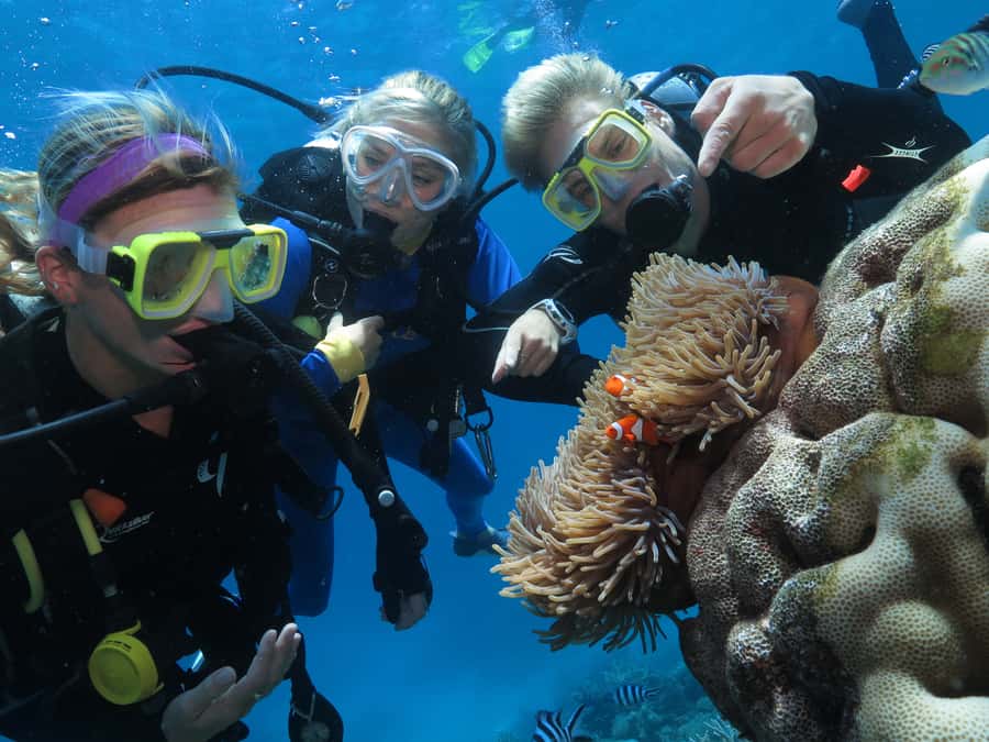 Port Douglas: Quicksilver Outer Barrier Reef Full-Day Cruise - Who Should Book This Reef Day