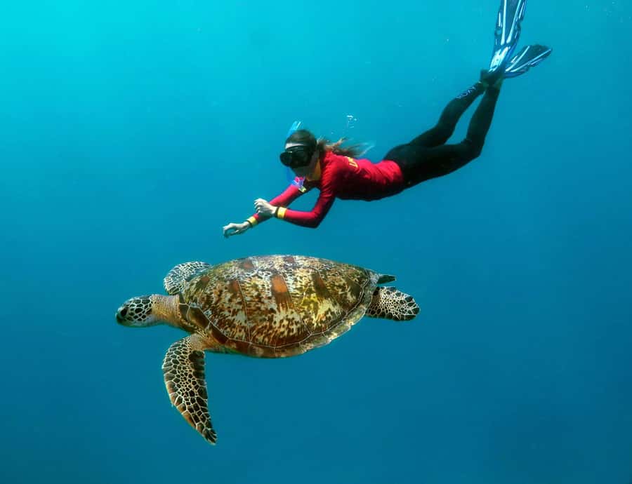 Port Douglas: Quicksilver Outer Barrier Reef Full-Day Cruise - Why Agincourt Reef Is the Main Attraction