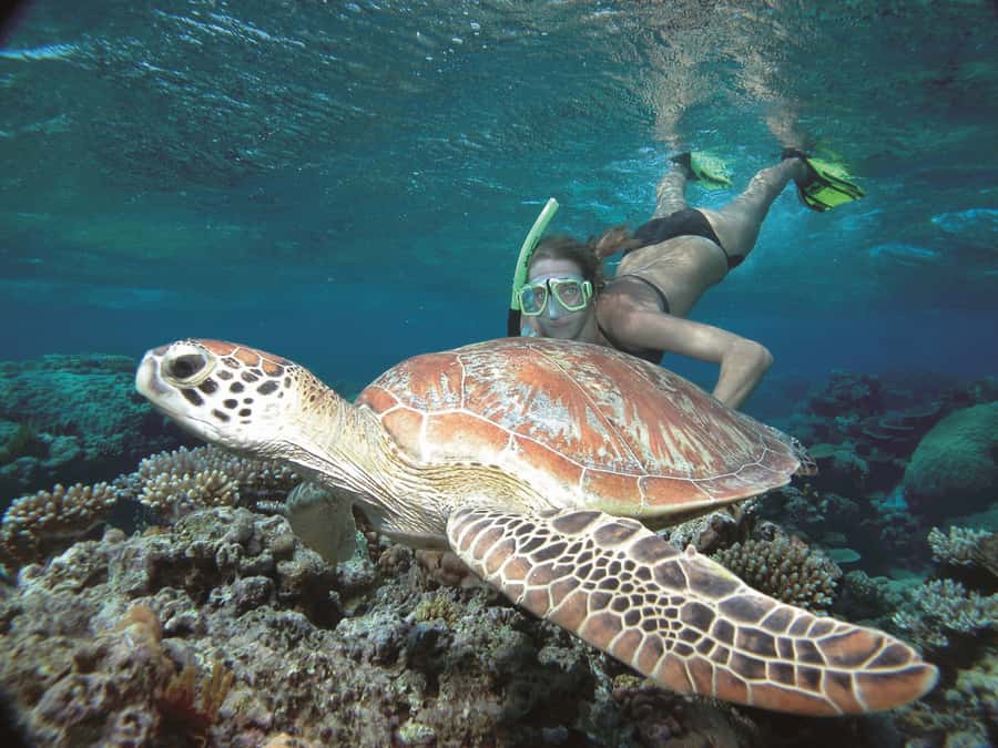 Port Douglas: Reef & Low Isles Cruise on Luxury Catamaran - The return to Port Douglas