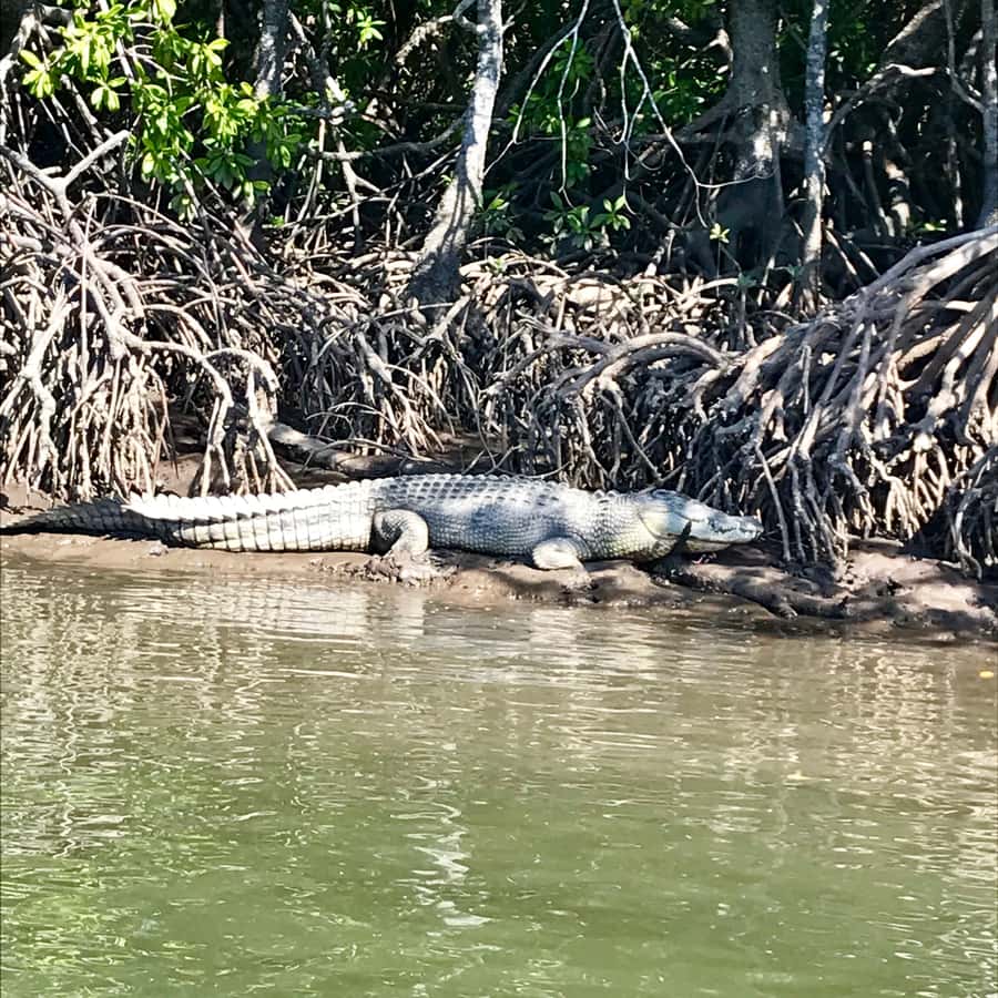 Port Douglas: River Cruise, Crocodile Spotting, Drink/ Snack - Commentary from skippers who know the area