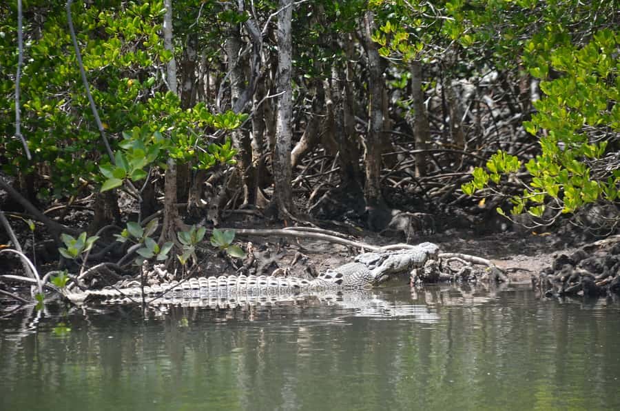 Port Douglas: River Cruise, Crocodile Spotting, Drink/ Snack - Snacks, drinks, and the family angle