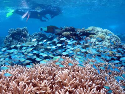 Silversonic Great Barrier Reef Dive & Snorkel