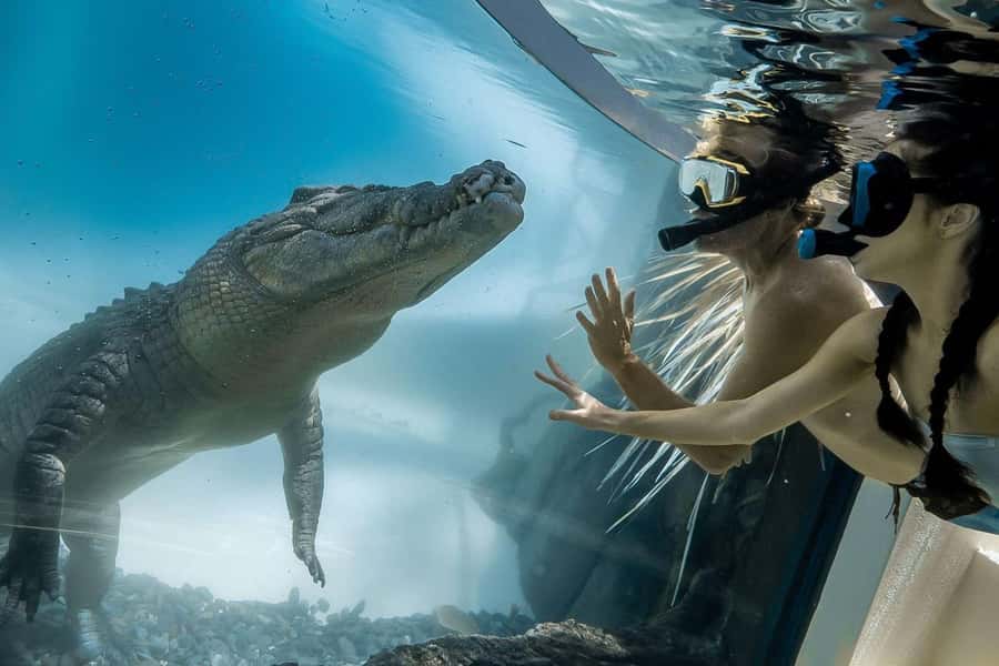 Port Douglas: Wildlife Habitat Swim with Crocodiles - Why the natural behavior matters