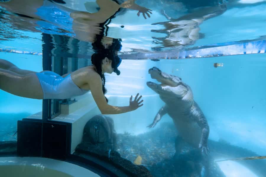Port Douglas: Wildlife Habitat Swim with Crocodiles - Is $106 a fair price?