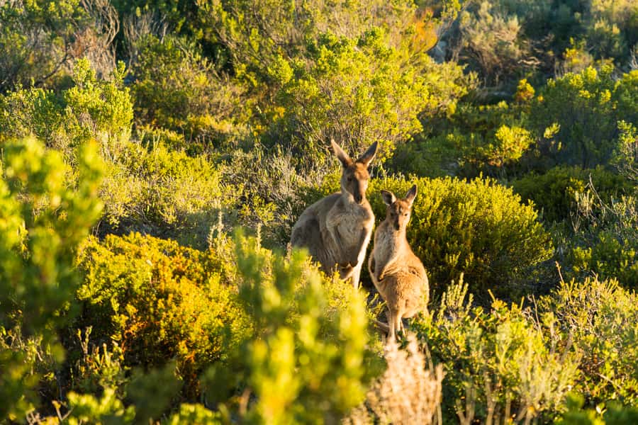 Port Lincoln: Coffin Bay Seafood, Wine, and Nature Day Trip - Coffin Bay National Park and Almonta Beach