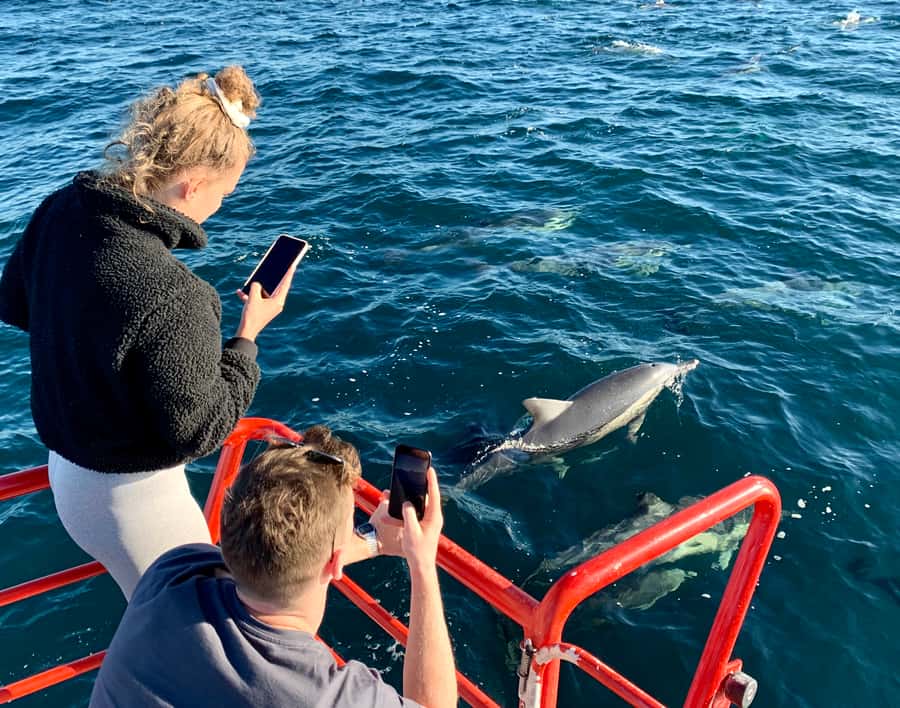 Port Stephens: 1hr Dolphin Watch Express - Why this one-hour cruise works