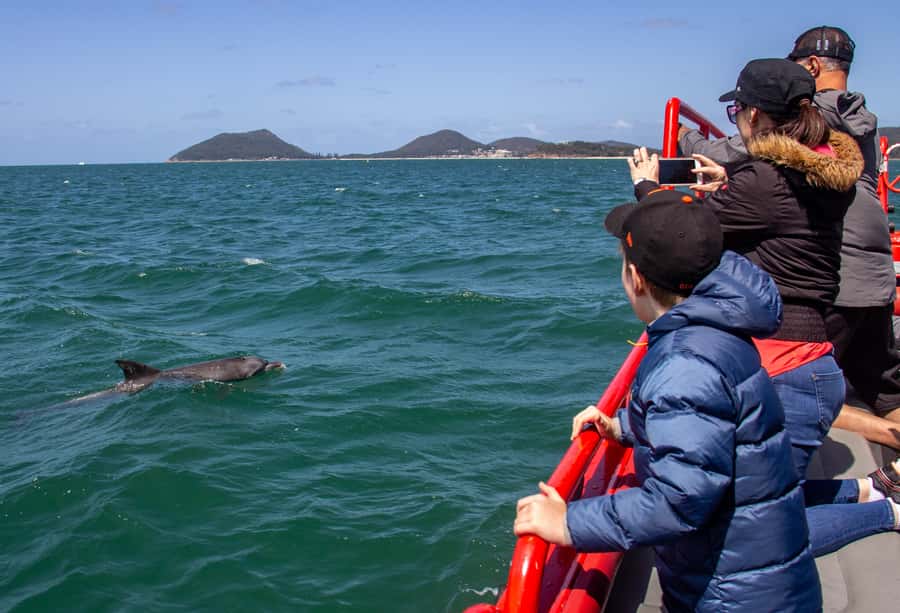 Port Stephens: 1hr Dolphin Watch Express - What the guides add to the hour