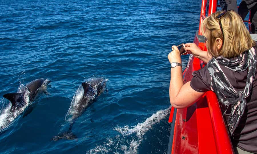 Port Stephens: 1hr Dolphin Watch Express - Finding Dock C at Nelson Bay