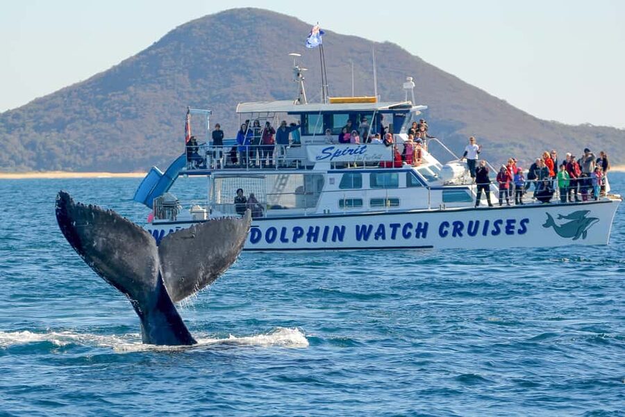 Port Stephens: 2.5-Hour Whale Watching & Outer Island Cruise - Why the Outer Islands matter