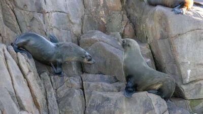 Port Stephens: 2.5-Hour Whale Watching & Outer Island Cruise