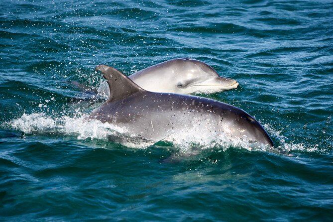 Port Stephens: Dolphin Discovery Cruise - A 90-minute search for wild bottlenose dolphins