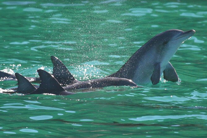 Port Stephens: Dolphin Discovery Cruise - The boom net is the playful part
