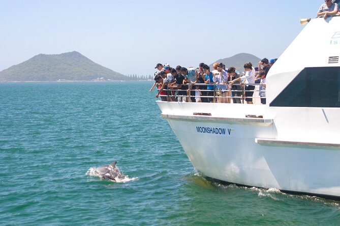 Port Stephens: Dolphin Discovery Cruise - Watching for bottlenose dolphins in the marine park