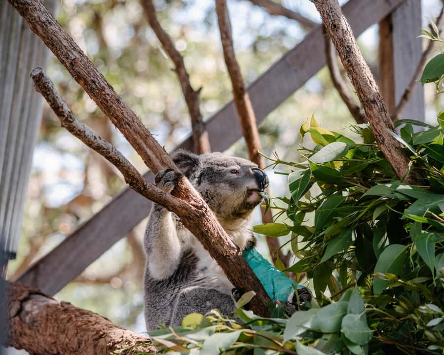 Port Stephens: Koala Sanctuary General Admission Ticket - Key things to know