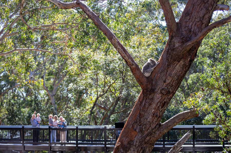 Port Stephens: Koala Sanctuary General Admission Ticket - Why this sanctuary feels different from a standard wildlife stop
