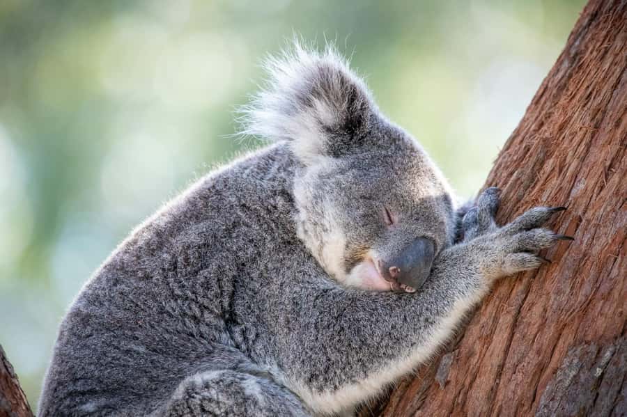 Port Stephens: Koala Sanctuary General Admission Ticket - Looking into the working Koala Hospital