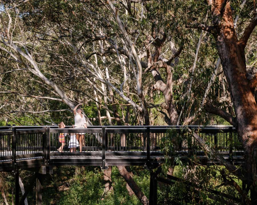 Port Stephens: Koala Sanctuary General Admission Ticket - Accessibility and comfort on the paths