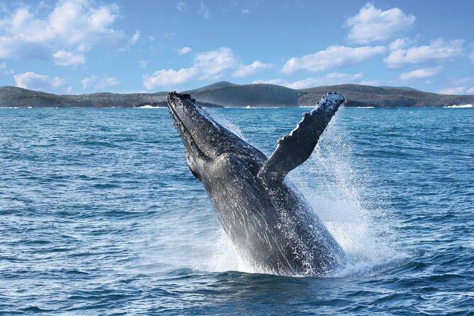 Port Stephens: Whale Watching Cruise - Setting out from Nelson Bay