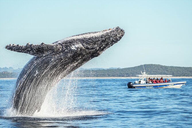 Premier Whale Watching Byron Bay - What the whale season means for your chances