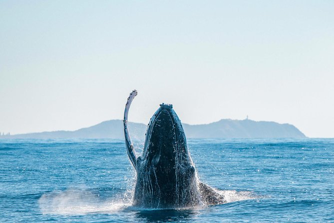 Premier Whale Watching Byron Bay - A marine biologist turns sightings into an experience