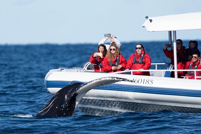 Premier Whale Watching Byron Bay - The boat, group size, and onboard comfort