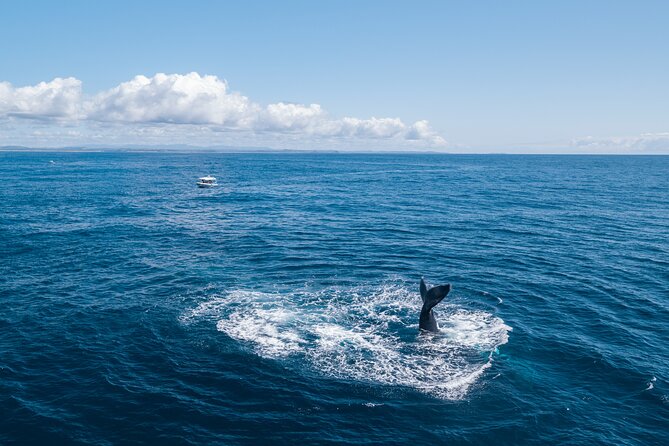 Premier Whale Watching Byron Bay - How long the experience really lasts