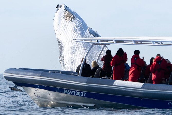 Premier Whale Watching Byron Bay - The value of the $92.52 price