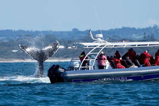 Premier Whale Watching Byron Bay - What you might see besides humpback whales