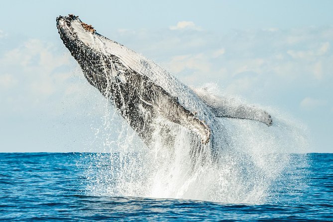 Premier Whale Watching Byron Bay - Heading out through the Richmond River