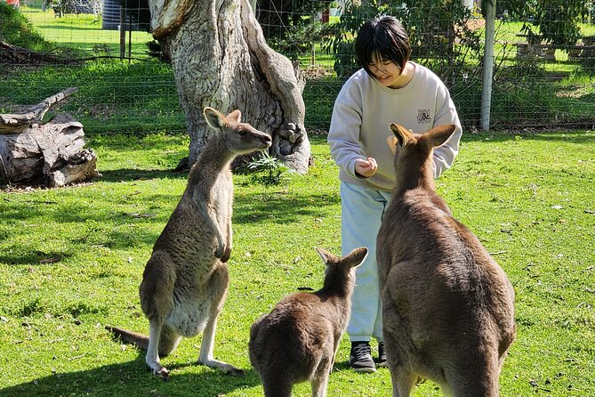 Premium Adelaide Hills Cleland Wildlife and Hahndorf Minibus Tour - Why this Adelaide Hills day works so well