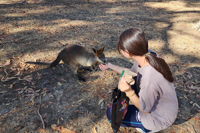 Premium Adelaide Hills Cleland Wildlife and Hahndorf Minibus Tour - The drive matters as much as the stops