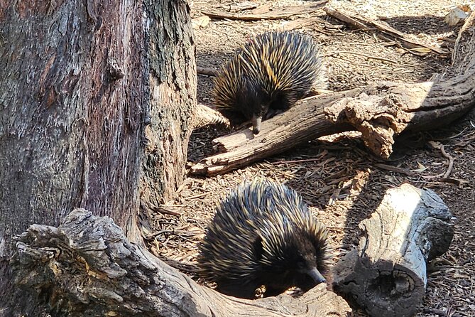 Premium Adelaide Hills Cleland Wildlife and Hahndorf Minibus Tour - Who should book this tour?