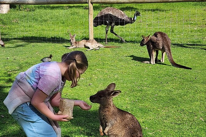 Premium Adelaide Hills Cleland Wildlife and Hahndorf Minibus Tour - Cleland Wildlife Park, the main event