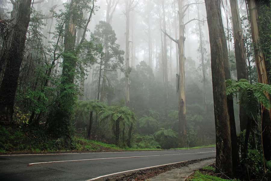 Premium Great Ocean Road Reverse Tour 13Pax Max Hotel PickUP - A 20-minute walk in Great Otway National Park