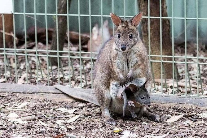 PRIVATE Blue Mountains tour & Koalas, Kangaroos, Cruise plus more - Leura, a short village pause