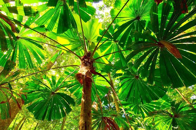 Private Cape Tribulation & Mossman Gorge Day Tour - Price, pace and who gets the best value