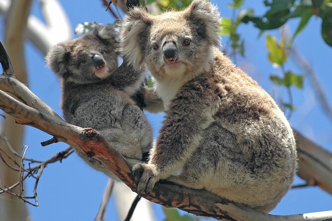 Puffing Billy And Healesville Sanctuary Scenic Tour - Three hours at Healesville Sanctuary