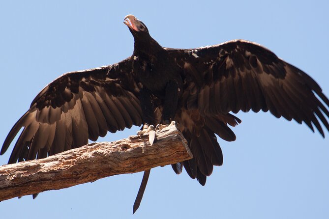 Puffing Billy And Healesville Sanctuary Scenic Tour - The guide can shape the day