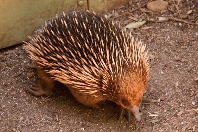 Puffing Billy And Healesville Sanctuary Scenic Tour - Timing, group size, and practical concerns