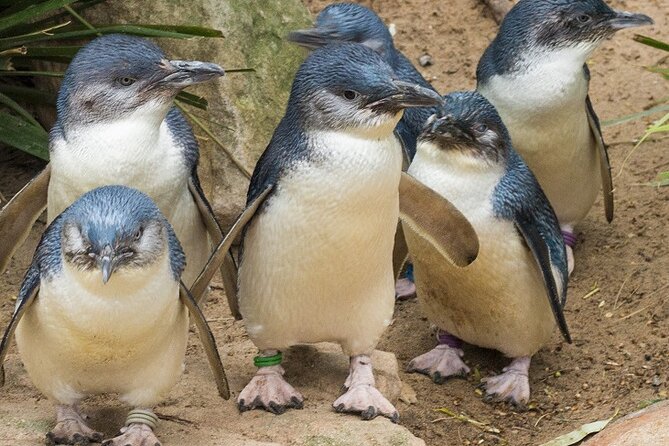 Puffing Billy And Phillip Island Penguin Parade Bus Tour - Is the $171.42 price good value?