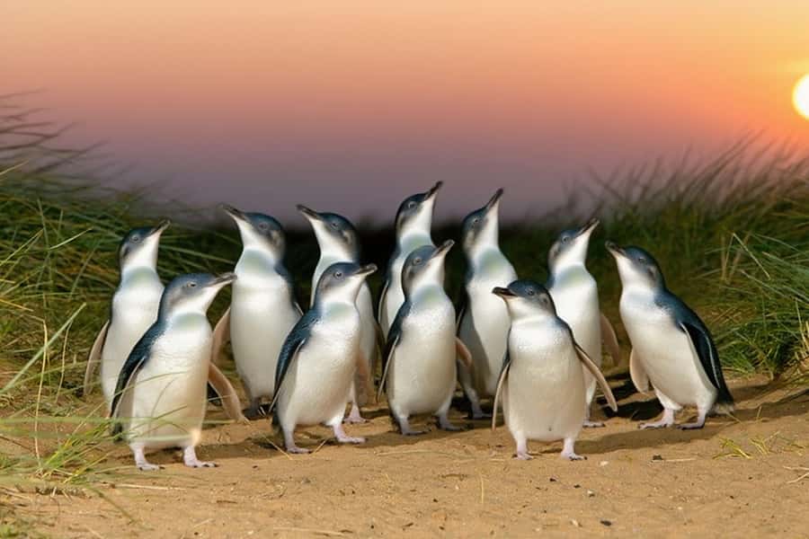 Puffing Billy Penguin Parade Winery Chocolaterie All-in-One - Is AU$120 a fair price?