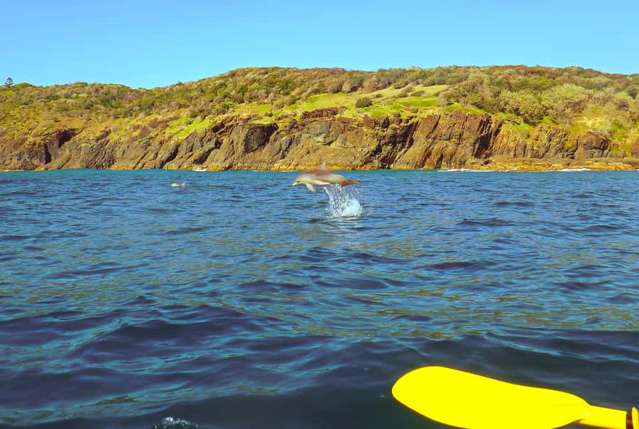 Rainbow Beach: Kayaking with Dolphins and Beach 4WD Tour - From Kirchner Street to Great Sandy National Park
