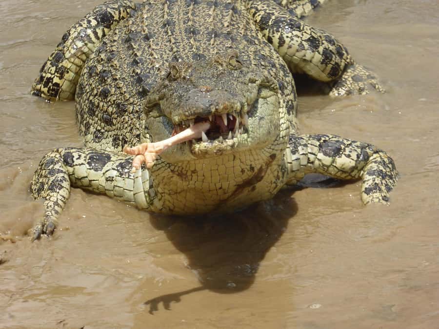 Rockhampton: Koorana Crocodile Farm Guided Tour - Koorana Crocodile Farm at a glance