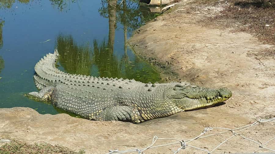 Rockhampton: Koorana Crocodile Farm Guided Tour - Starting with crocodile behavior and conservation